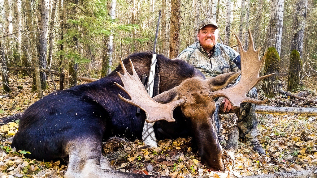 Alberta moose hunting in Canada with Alpine Outfitters