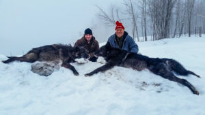 Adventures while wolf hunting in Alberta, Canada