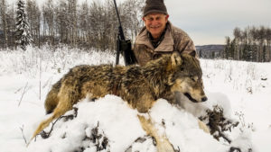 Adventures while wolf hunting in Alberta, Canada