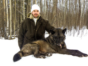 Adventures while wolf hunting in Alberta, Canada