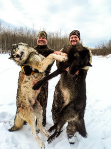 Adventures while wolf hunting in Alberta, Canada