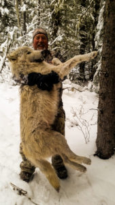Adventures while wolf hunting in Alberta, Canada