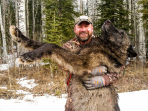 Adventures while wolf hunting in Alberta, Canada
