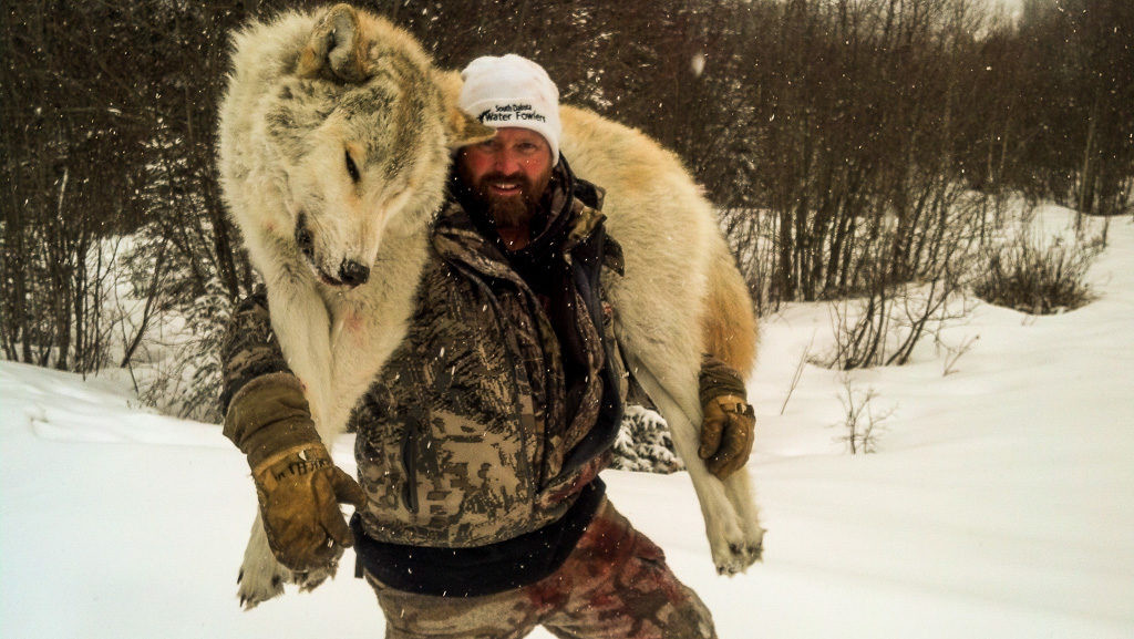Adventures while wolf hunting in Alberta, Canada