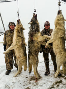Adventures while wolf hunting in Alberta, Canada - three dead wolves