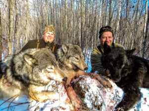 Adventures while wolf hunting in Alberta, Canada