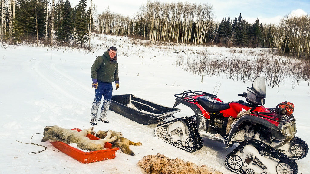 Treaded quad (ATV) used by Alpine Outfitters for hunting wolves in Alberta, Canada