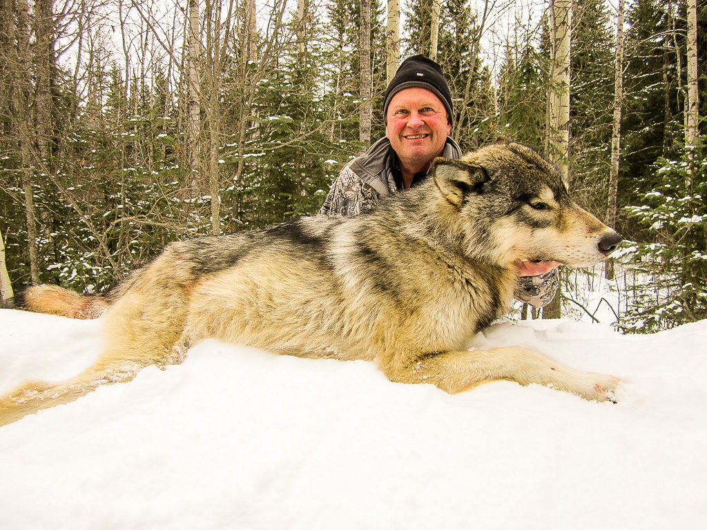 Adventures while wolf hunting in Alberta, Canada with Alpine Outfitters