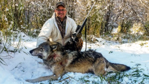 Adventures while wolf hunting in Alberta, Canada