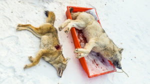 Adventures while wolf hunting in Alberta, Canada