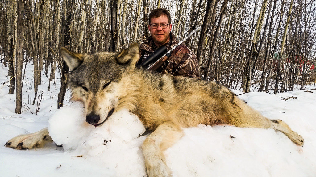 Adventures wolf hunting in Alberta, Canada with Alpine Outfitters