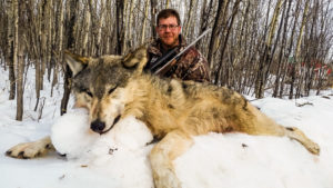 Adventures while wolf hunting in Alberta, Canada